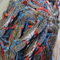 南通海鲜活体空运
